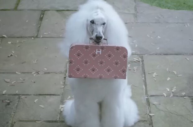 Hündin stand mit einem Koffer zwischen den Zähnen vor der Tür. Quelle: Screenshot Youtube