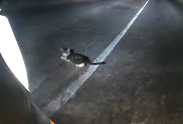 Kätzchen mitten auf der Straße. Quelle: Screenshot Youtube