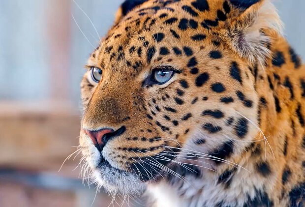 Leopard. Quelle: Screenshot Youtube