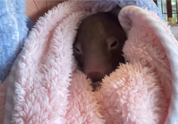 Wombat-Baby. Quelle: Screenshot Youtube