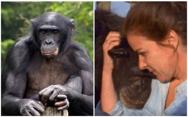 Frau lebte 6 Jahre lang mit einem Schimpansen im Dschungel. Quelle: Screenshot Youtube