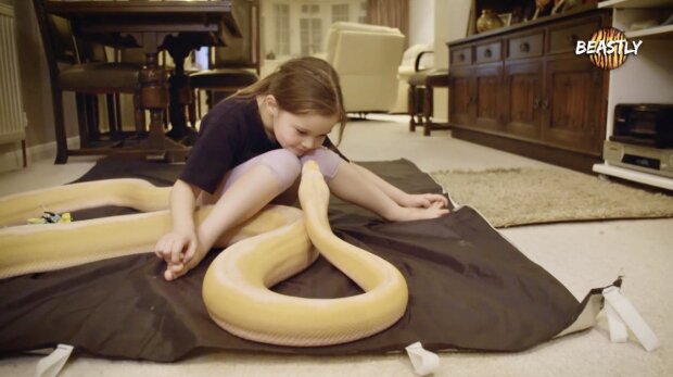 "Es ist absolut sicher»: Vater liebt es, die "zärtliche" Freundschaft seiner Tochter mit 15-Fuß-Pythons zu filmen