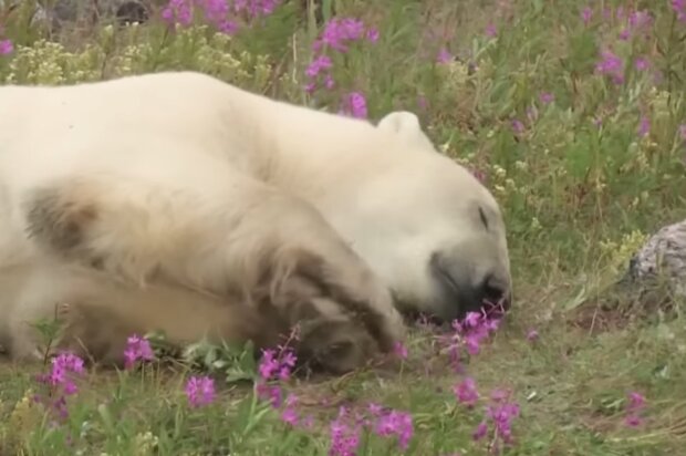 Eisbär schlief inmitten von Blumen ein. Quelle: Screenshot Youtube
