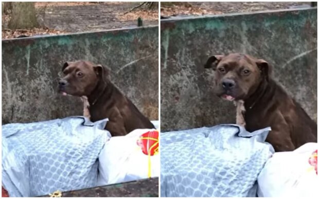 Besitzer ließen einen reinrassigen Hund in einer Mülltonne zurück. Quelle: Screenshot Youtube