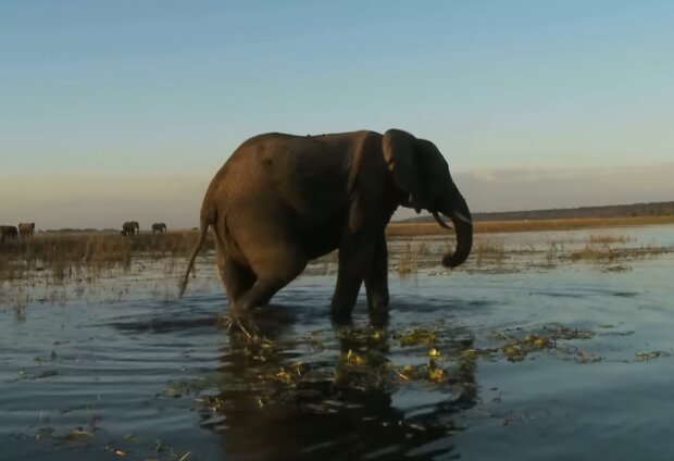 Elefant. Quelle: Screenshot Youtube