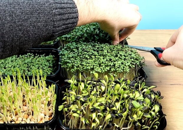 Wie man Mikrogrüns zu Hause aus Samen anbaut: ein schneller Weg und mit minimalen Kosten