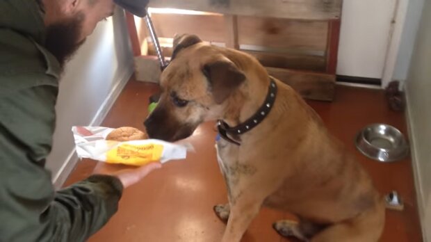 Ein letzter Wunsch vor der Reise über den Regenbogen: Schwacher Hund probiert zum ersten Mal einen Cheeseburger