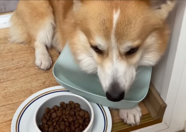 Hund überließ sein gesamtes Futter dem Kind seiner Besitzer. Quelle: Screenshot Youtube