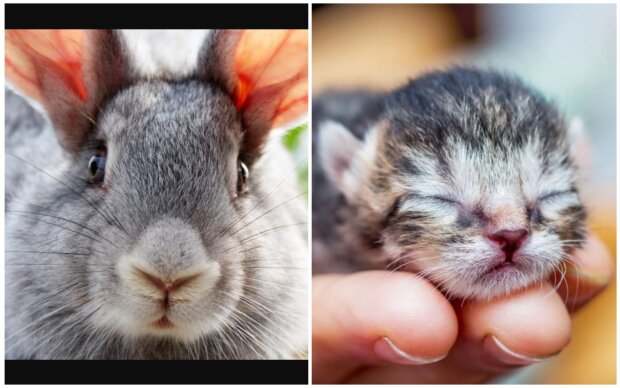 Kaninchen und Kätzchen. Quelle: Screenshot Youtube