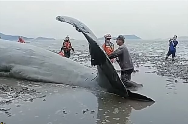 Rettung des Wals. Quelle: Screenshot Youtube