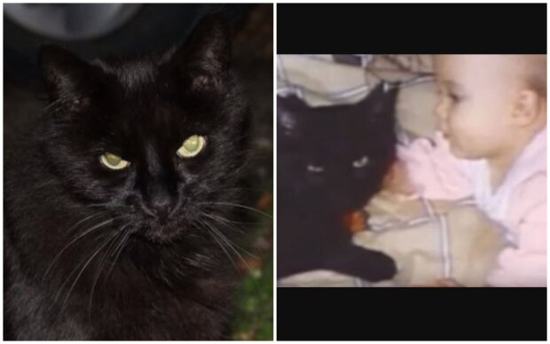 Katze Midnight und Baby Stacey. Quelle: Screenshot Youtube