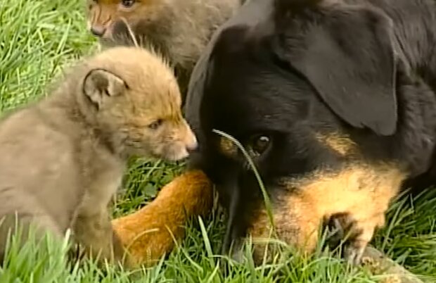 Rottweilerhündin und Fuchswelpen. Quelle: Screenshot Youtube