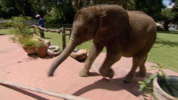 Elefant nach Trennung von seiner Herde gerettet und folgt nun seinem Helfer überall hin