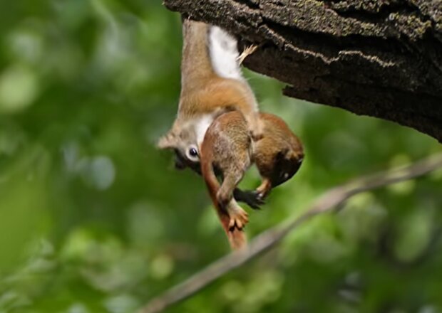 Eichhörnchen-Mama versucht, ihr Baby vor dem Absturz zu retten. Quelle: Screenshot Youtube