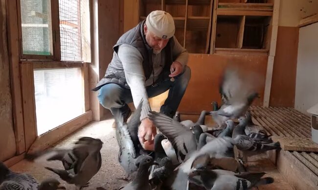 Nachbar einer Frau füttert ständig Tauben. Quelle: Screenshot Youtube
