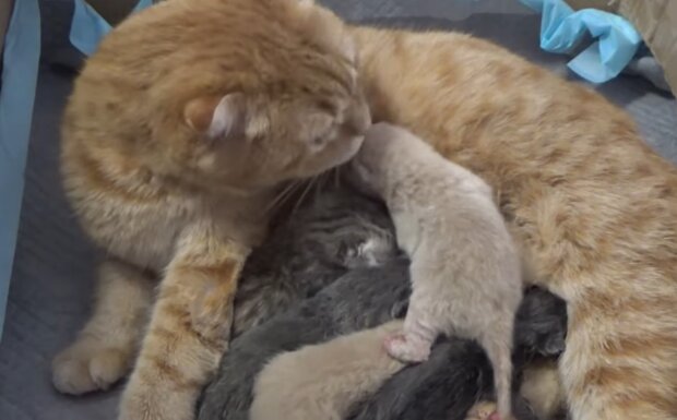 Katzenmama und Kätzchen. Quelle: Screenshot Youtube