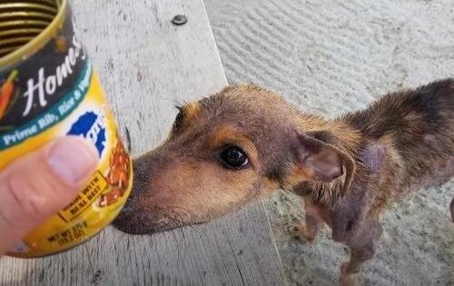 Ein Mann entdeckte einen verhungerten Hund auf einer abgelegenen Insel und setzte alles daran, ihn nach Hause zu bringen