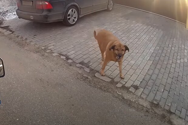 Streunender Hund. Quelle: Screenshot Youtube