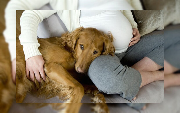 Hund und schwangere Frau. Quelle: Screenshot Youtube