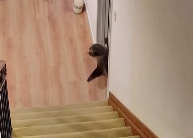Seehund. Quelle: Screenshot Youtube