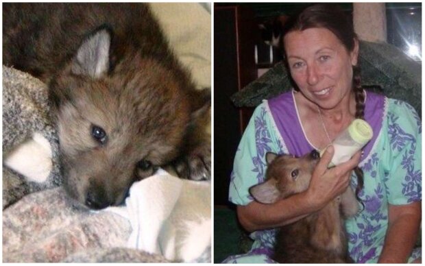 Frau rettete Wolfsjunge. Quelle: Screenshot Youtube