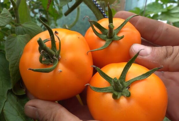 Bewässerungsfeinheiten: Warum man mit dem Gießen von Tomaten nach dem Einpflanzen warten sollte