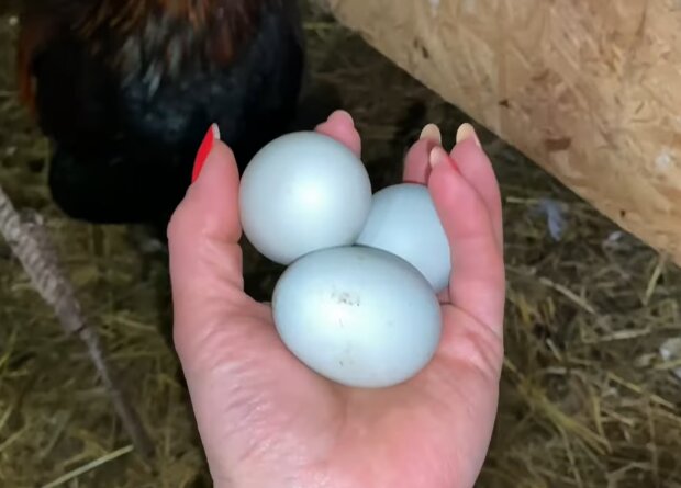 Blaue Eier. Quelle: Screenshot Youtube