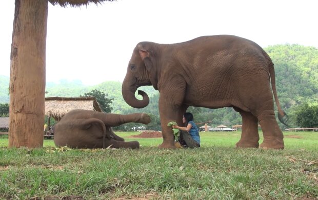 Lek Chailert, Elefantenweibchen Faa Mai und Elefantenbaby. Quelle: Screenshot Youtube