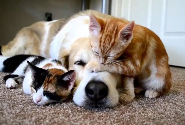 Hund und Kätzchen. Quelle: Screenshot Youtube