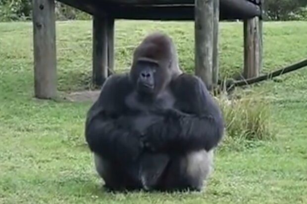 Gorilla. Quelle: Screenshot Youtube