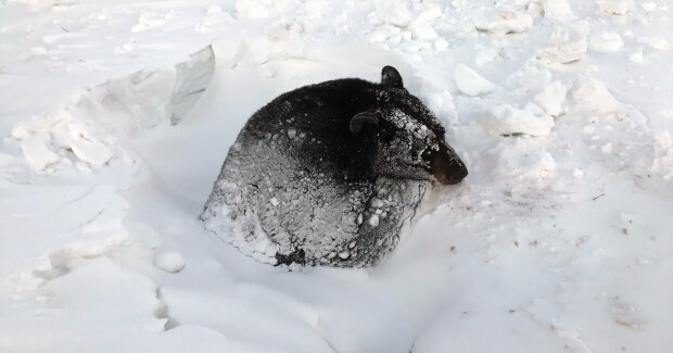Schwarzbär wurde nach Einklemmung in gefrorenem Rohr gerettet