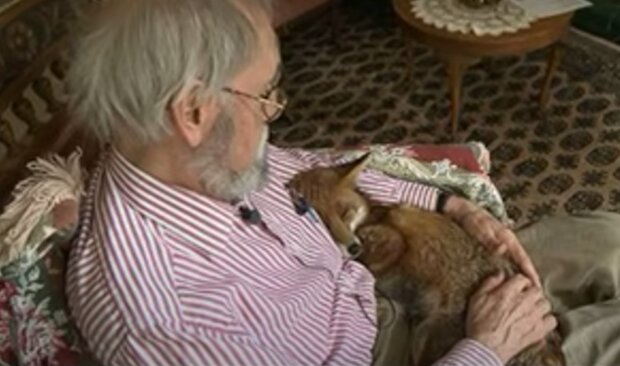 Ein Mann nahm einen schwachen Fuchs auf und fand einen treuen Freund für sich selbst