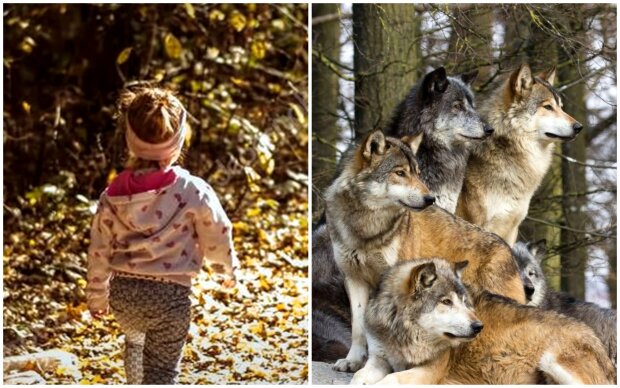 Mädchen überlebte in einem Rudel wilder Wölfe. Quelle: Screenshot Youtube