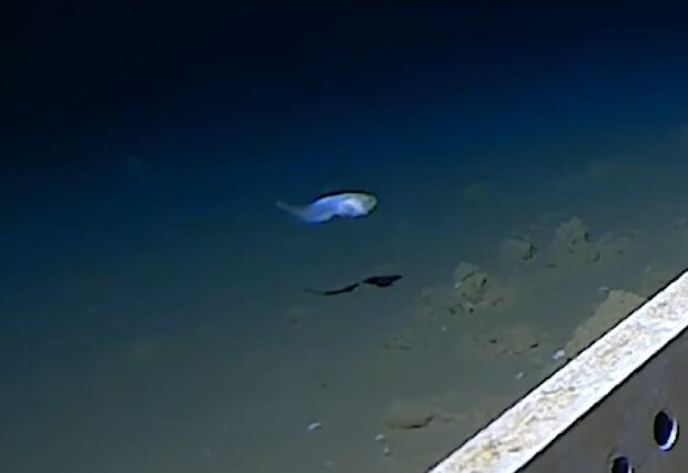 Wissenschaftler fingen den tiefsten Fisch der Welt mit der Kamera ein. Quelle: Screenshot Youtube
