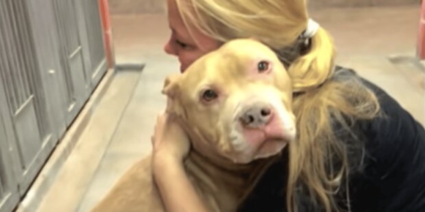 Ein Ehepaar nahm einen schwachen  Hund auf: die letzten Monate des Glücks