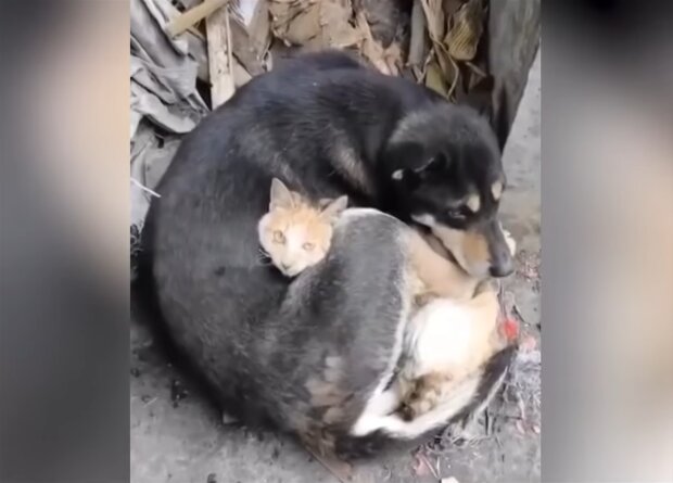 Hund und Katze. Quelle: Screenshot Youtube